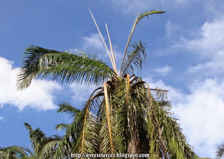 agro-vista-resources-unhealthy-oil-palm-trees-diseases-pest